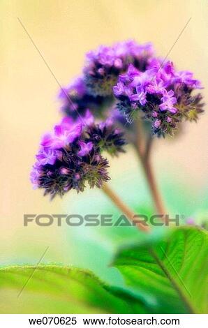 Heliotrope. Heliotrop arborescens. July 2006, Maryland, USA View Large Photo Image Stock Photography - Heliotrope. Heliotrop arborescens. July 2006, Maryland, USA. Fotosearch
