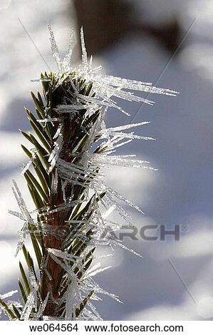 Picture - Hoarfrost-covered spruce. Crystals, crystalization. Seebachtal, Mallnitz, Hohe Tauern National Park, Alps, K? rnten/Carinthia, Austria, Europe. Fotosearch