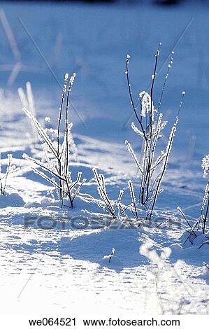 Stock Image - Hoarfrost covered stalks, Norastr÷m, H÷ga Kusten, coast of Baltic Sea, V? sternorrlands l? n, Sweden, Scandinavia, Europe. Fotosearch