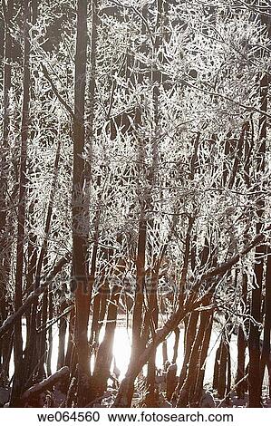 Hoarfrost-covered trees. Seebachtal, Mallnitz, Hohe Tauern National Park, Alps, K? rnten/Carinthia, Austria, Europe View Large Photo Image Stock Image - Hoarfrost-covered trees. Seebachtal, Mallnitz, Hohe Tauern National Park, Alps, K? rnten/Carinthia, Austria, Europe. Fotosearch