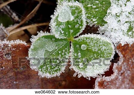 Hoarfrost-covered trefoil-leaf. M÷lltal, Hohe Tauern Region, Alps, K? rnten/Carinthia, Austria, Europe View Large Photo Image Stock Image - Hoarfrost-covered trefoil-leaf. M÷lltal, Hohe Tauern Region, Alps, K? rnten/Carinthia, Austria, Europe. Fotosearch
