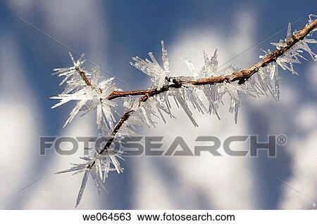 Hoarfrost-covered twig. Crystals, crystalization. Seebachtal, Mallnitz, Hohe Tauern National Park, Alps, K? rnten/Carinthia, Austria, Europe View Large Photo Image Stock Image - Hoarfrost-covered twig. Crystals, crystalization. Seebachtal, Mallnitz, Hohe Tauern National Park, Alps, K? rnten/Carinthia, Austria, Europe. Fotosearch
