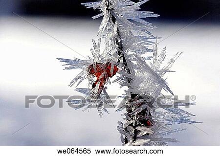 Hoarfrost-covered twig. Crystals, crystalization. Seebachtal, Mallnitz, Hohe Tauern National Park, Alps, K? rnten/Carinthia, Austria, Europe View Large Photo Image Stock Photography - Hoarfrost-covered twig. Crystals, crystalization. Seebachtal, Mallnitz, Hohe Tauern National Park, Alps, K? rnten/Carinthia, Austria, Europe. Fotosearch