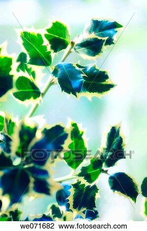 Holly Branch. Ilex aquifolium. December 2006, Maryland, USA View Large Photo Image Stock Image - Holly Branch. Ilex aquifolium. December 2006, Maryland, USA. Fotosearch