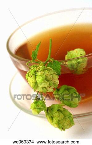 Hops (Humulus lupulus) infusion View Large Photo Image Picture - Hops (Humulus lupulus) infusion. Fotosearch
