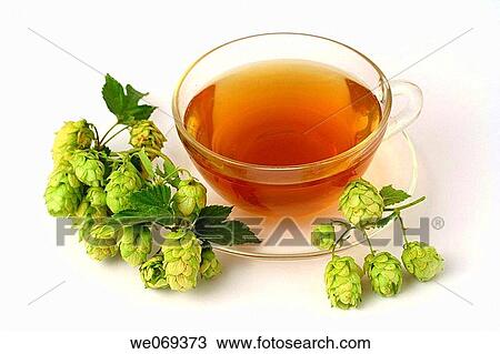 Stock Image - Hops (Humulus lupulus) infusion. Fotosearch