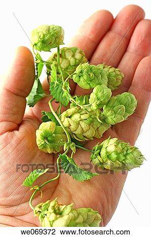 Hops (Humulus lupulus) View Large Photo Image Stock Image - Hops (Humulus lupulus). Fotosearch