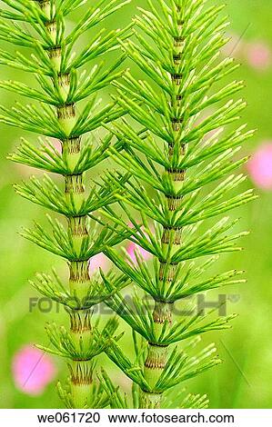 Horsetail (Equisetum arvense) View Large Photo Image Stock Image - Horsetail (Equisetum arvense). Fotosearch