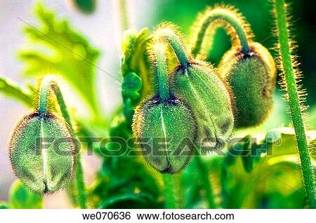 Iceland Poppy Buds. Papaver nudicaule. March 2007, South Carolina, USA View Large Photo Image Stock Photograph - Iceland Poppy Buds. Papaver nudicaule. March 2007, South Carolina, USA. Fotosearch