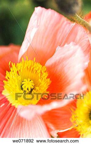 Icelandic Poppy Bloom. Papaver nudicaule. March 2007, Maryland, USA View Large Photo Image Stock Image - Icelandic Poppy Bloom. Papaver nudicaule. March 2007, Maryland, USA. Fotosearch