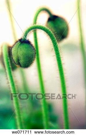 Icelandic Poppy Buds. Papaver nudicaule. March 2007, South Carolina, USA View Large Photo Image Stock Image - Icelandic Poppy Buds. Papaver nudicaule. March 2007, South Carolina, USA. Fotosearch