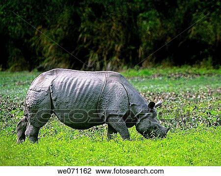 Indian Onehorned Rhinoceros, Rhinoceros unicornis, Linneaeus. Kaziranga National Park, Nepal. View Large Photo Image Stock Image - Indian Onehorned Rhinoceros, Rhinoceros unicornis, Linneaeus. Kaziranga National Park, Nepal.. Fotosearch