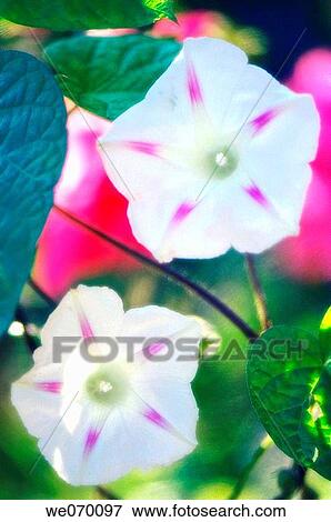 Ipomoea Flower Duo. Ipomoea hybrid. October 2006, Maryland, USA View Large Photo Image Stock Photo - Ipomoea Flower Duo. Ipomoea hybrid. October 2006, Maryland, USA. Fotosearch