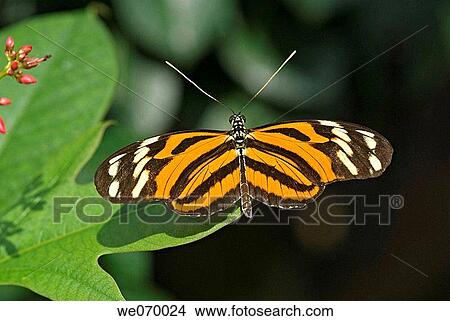 Isabella Butterfly (Eueides isabella) View Large Photo Image Picture - Isabella Butterfly (Eueides isabella). Fotosearch