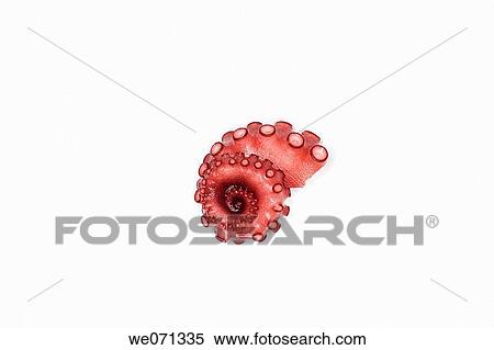 Japan. Japanese cuisine. Sushi. Octopus View Large Photo Image Stock Photography - Japan. Japanese cuisine. Sushi. Octopus. Fotosearch