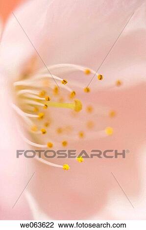 Japanese Flowering Cherry Blossoms - Portland, OR, USA View Large Photo Image Stock Image - Japanese Flowering Cherry Blossoms - Portland, OR, USA. Fotosearch