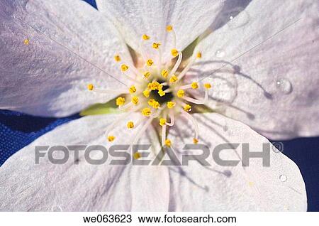 Japanese Flowering Cherry Blossoms - Portland, OR, USA View Large Photo Image Stock Image - Japanese Flowering Cherry Blossoms - Portland, OR, USA. Fotosearch