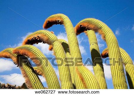 Jard? n de Cactus (Cactus Garden) by Cesar Manrique, Guatiza. Lanzarote, Canary Islands, Spain View Large Photo Image Stock Photo - Jard? n de Cactus (Cactus Garden) by Cesar Manrique, Guatiza. Lanzarote, Canary Islands, Spain. Fotosearch