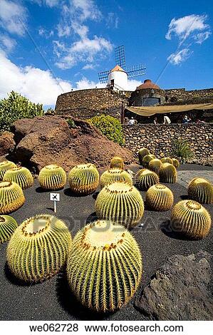 Jard? n de Cactus (Cactus Garden) by Cesar Manrique, Guatiza. Lanzarote, Canary Islands, Spain View Large Photo Image Stock Photo - Jard? n de Cactus (Cactus Garden) by Cesar Manrique, Guatiza. Lanzarote, Canary Islands, Spain. Fotosearch