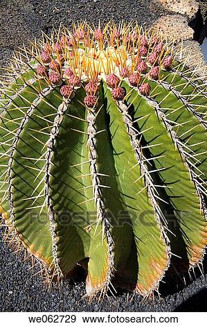 Jard? n de Cactus (Cactus Garden) by Cesar Manrique, Guatiza. Lanzarote, Canary Islands, Spain View Large Photo Image Stock Photo - Jard? n de Cactus (Cactus Garden) by Cesar Manrique, Guatiza. Lanzarote, Canary Islands, Spain. Fotosearch