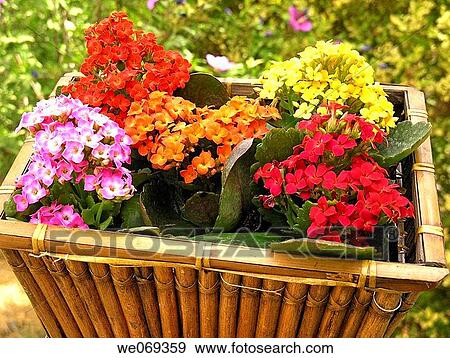 Kalanchoe blossfeldiana View Large Photo Image Stock Photo - Kalanchoe blossfeldiana. Fotosearch