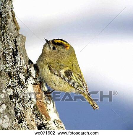 kinglet. Russia, Voronezh area View Large Photo Image Stock Image - kinglet. Russia, Voronezh area. Fotosearch