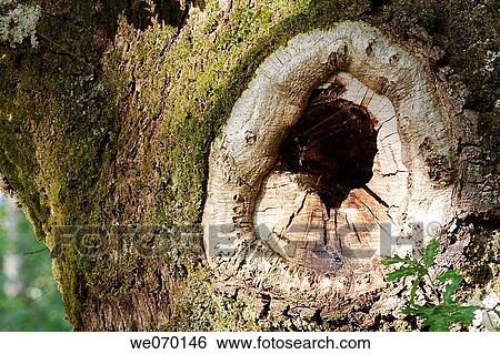 Knot on an oak tree View Large Photo Image Stock Photograph - Knot on an oak tree. Fotosearch