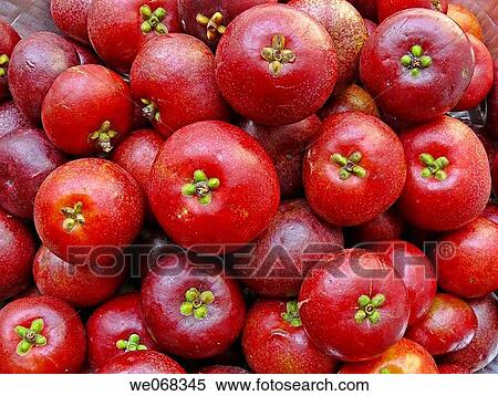 Kokam Fruits. Garcinia Indica. Family: Guttiferae. The Kokam tree. An elegant evergreen tree. The fruits are edible and are made into squashes as well as used for flavoring food. Ratnagiri, Maharashtra, India. View Large Photo Image Stock Photography - Kokam Fruits. Garcinia Indica. Family: Guttiferae. The Kokam tree. An elegant evergreen tree. The fruits are edible and are made into squashes as well as used for flavoring food. Ratnagiri, Maharashtra, India.. Fotosearch