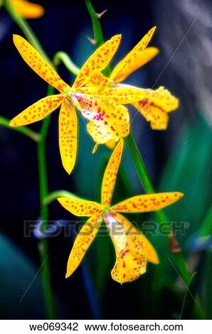 Laeliocattleya Orchid hybrid. September 2006, Maryland, USA View Large Photo Image Stock Image - Laeliocattleya Orchid hybrid. September 2006, Maryland, USA. Fotosearch
