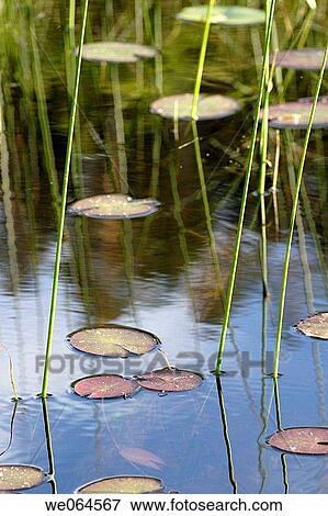 Lake with water-lilies. Norastr÷m, H÷ga Kusten, coast of Baltic Sea, V? sternorrlands l? n, Sweden, Scandinavia, Europe View Large Photo Image Stock Photo - Lake with water-lilies. Norastr÷m, H÷ga Kusten, coast of Baltic Sea, V? sternorrlands l? n, Sweden, Scandinavia, Europe. Fotosearch