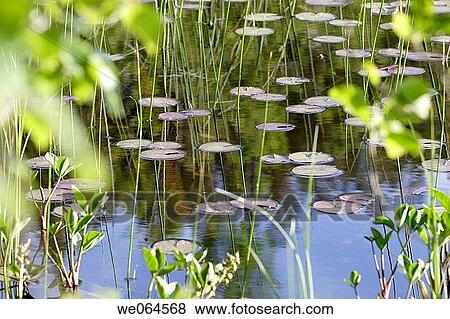 Lake with water-lilies. Norastr÷m, H÷ga Kusten, coast of Baltic Sea, V? sternorrlands l? n, Sweden, Scandinavia, Europe View Large Photo Image Stock Photo - Lake with water-lilies. Norastr÷m, H÷ga Kusten, coast of Baltic Sea, V? sternorrlands l? n, Sweden, Scandinavia, Europe. Fotosearch