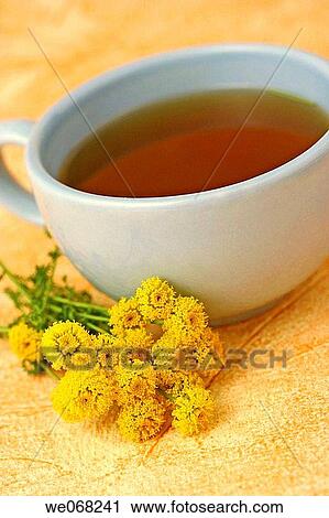 Lavender cotton (Santolina chamaecyparissus) infusion View Large Photo Image Stock Image - Lavender cotton (Santolina chamaecyparissus) infusion. Fotosearch