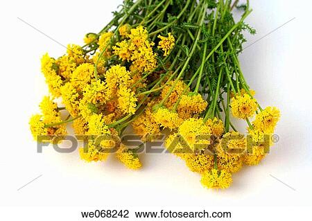 Lavender cotton (Santolina chamaecyparissus) View Large Photo Image Stock Image - Lavender cotton (Santolina chamaecyparissus). Fotosearch