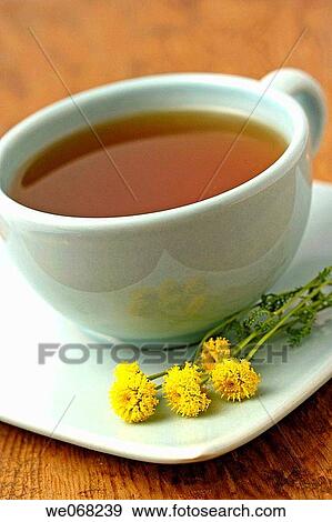 Stock Photo - Lavender cotton (Santolina chamaecyparissus) infusion. Fotosearch