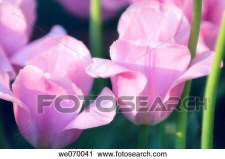 Lavender Tulips. Tulipa hybrid. April 2007, Maryland, USA View Large Photo Image Stock Image - Lavender Tulips. Tulipa hybrid. April 2007, Maryland, USA. Fotosearch