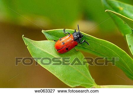 Stock Photo - Leaf beetle (Lachnaia vicina). Parc de Collserola, Barcelona, Catalonia, Spain. Fotosearch