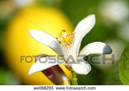 Lemon tree (Citrus lemon) flower View Large Photo Image Stock Image - Lemon tree (Citrus lemon) flower. Fotosearch