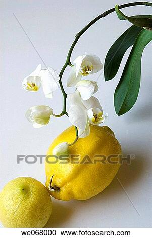 Lemons and orchids View Large Photo Image Stock Image - Lemons and orchids. Fotosearch