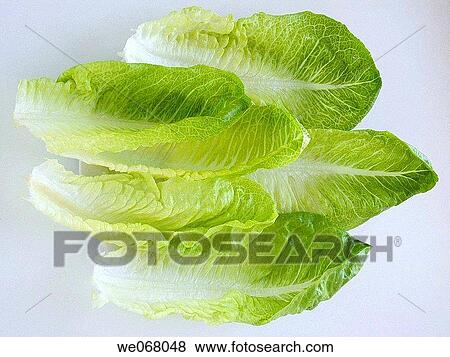 Lettuce View Large Photo Image Stock Photo - Lettuce. Fotosearch