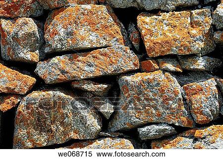 Lichen (Xanthoria parietina) on granite rocks. Eyna valley, Pyr? n? es-Orientales, France View Large Photo Image Stock Photography - Lichen (Xanthoria parietina) on granite rocks. Eyna valley, Pyr? n? es-Orientales, France. Fotosearch