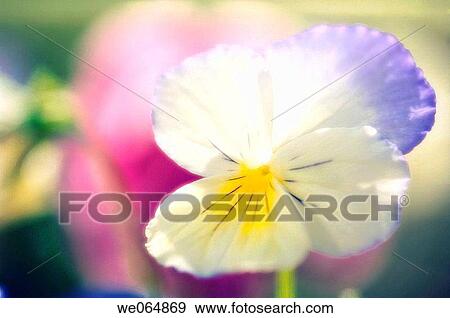 Light Pansy. Viola x wittrockiana. May 2006, Maryland, USA View Large Photo Image Stock Photo - Light Pansy. Viola x wittrockiana. May 2006, Maryland, USA. Fotosearch