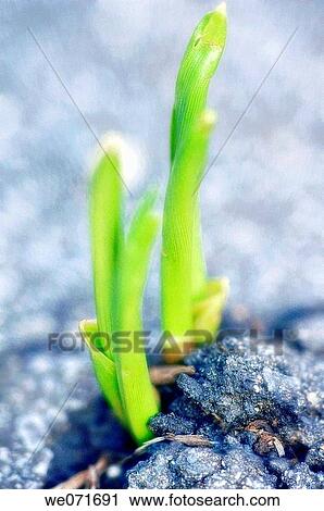 Lily of the Valley plants growing through the alphalt. Convallaria majalis. March 2006, Maryland, USA View Large Photo Image Stock Image - Lily of the Valley plants growing through the alphalt. Convallaria majalis. March 2006, Maryland, USA. Fotosearch