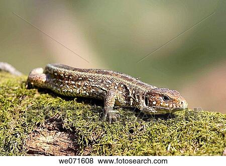 Lizard View Large Photo Image Stock Photo - Lizard. Fotosearch