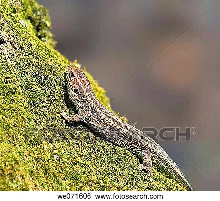 Stock Photograph - Lizard. Fotosearch