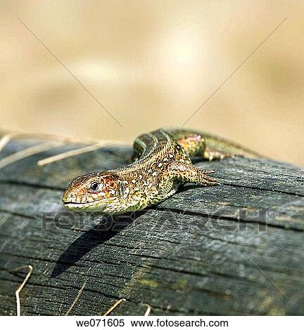 Lizard View Large Photo Image Stock Photography - Lizard. Fotosearch
