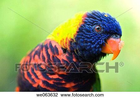 Lorikeets at the Oregon Zoo - Portland, Oregon, USA View Large Photo Image Stock Image - Lorikeets at the Oregon Zoo - Portland, Oregon, USA. Fotosearch