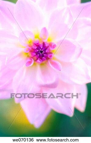 Stock Photograph - Lotus Dahlia. Dahlia hybrid. November 2006, Maryland, USA. Fotosearch