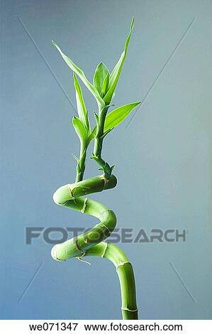 Lucky Bamboo (Dracaena) View Large Photo Image Stock Photo - Lucky Bamboo (Dracaena). Fotosearch