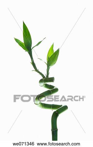 Lucky Bamboo (Dracaena) View Large Photo Image Stock Photograph - Lucky Bamboo (Dracaena). Fotosearch