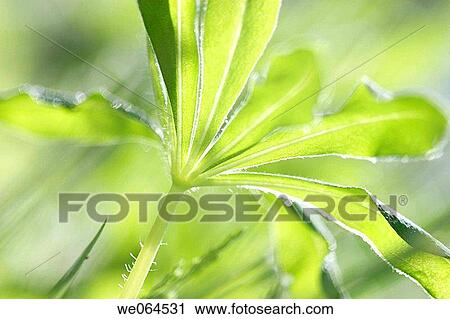 Lupine-leaves (Lupinus) in a garden. H÷ga Kusten, coast of Baltic Sea, V? sternorrlands l? n, Sweden, Scandinavia, Europe View Large Photo Image Stock Image - Lupine-leaves (Lupinus) in a garden. H÷ga Kusten, coast of Baltic Sea, V? sternorrlands l? n, Sweden, Scandinavia, Europe. Fotosearch